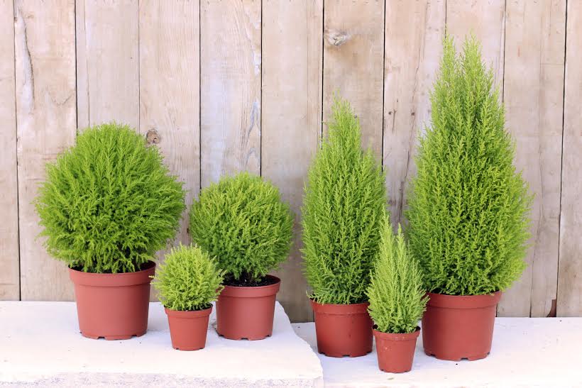 family of live cypress topiaries